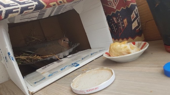 Sokak hayvanlarini evcil hayvanlardan cok seven bi benmiyim?