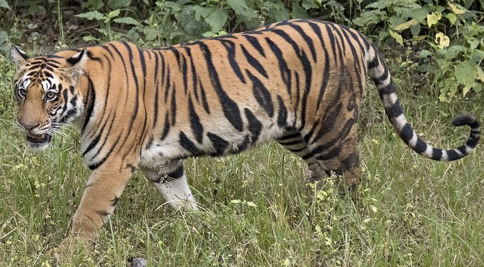En sevdiğiniz vahşi kedi hangisi?