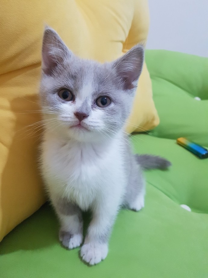 Kedi ve köpekle aranız nasıl?