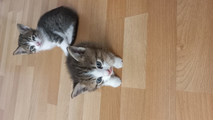 Evinizde evcil hayvanınız var mı?