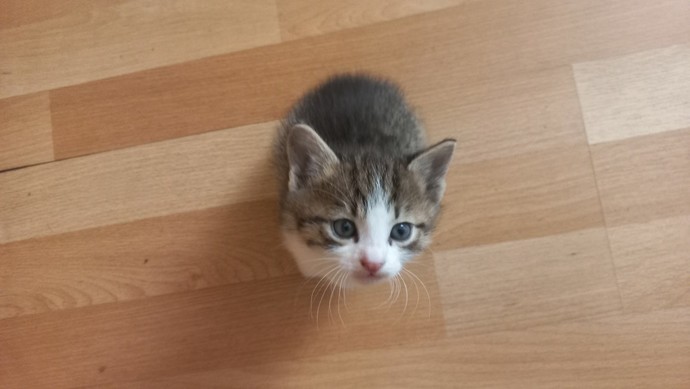 Evinizde evcil hayvanınız var mı?