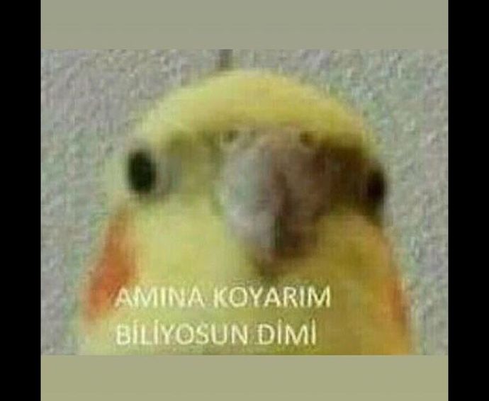 Kimse kusura bakmasının sorana değil tokat atan hayali iblise cevabım artık koca olmaz olamaz.