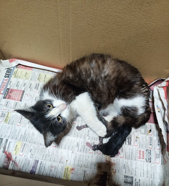 Kedi doğum yaptı, ne yapacağım?