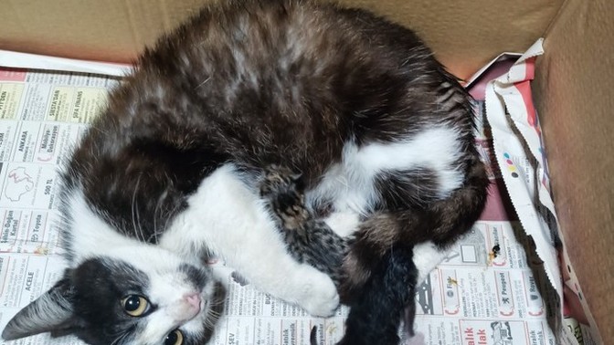 Kedi doğum yaptı, ne yapacağım?