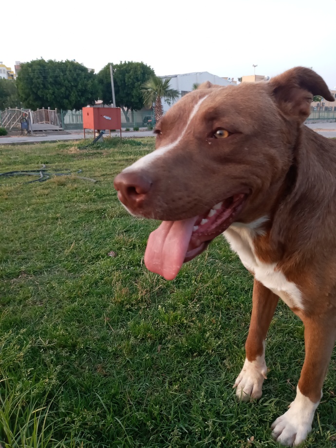 Yolda pitbull ile karşılaşsanız naparsınız?