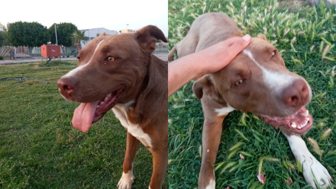 Yolda pitbull ile karşılaşsanız naparsınız?