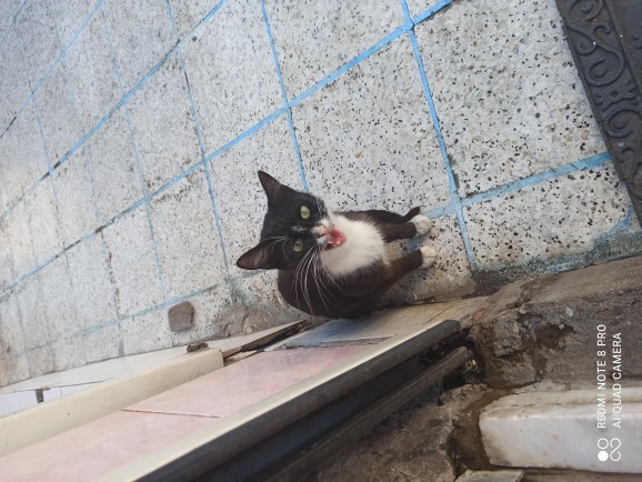 Hiçbir pisi bu yüzden bana miyavlamıyor diyenler var mı:D?