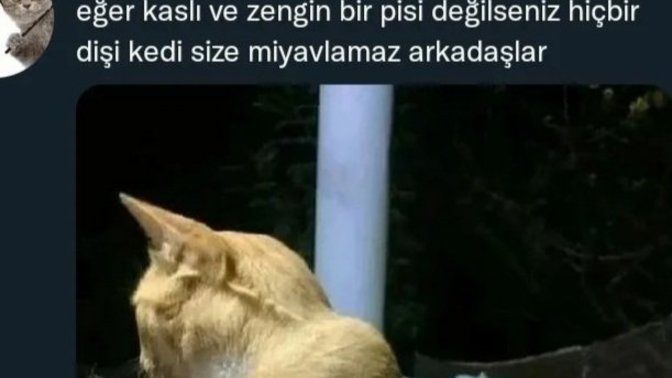 Hiçbir pisi bu yüzden bana miyavlamıyor diyenler var mı:D?