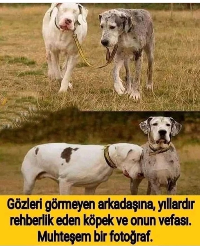 Dünyada hayvanlardan daha vefalı canlılar var mı?