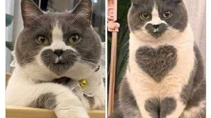 Bu kedi senin olsa ismini ne koyarsın?