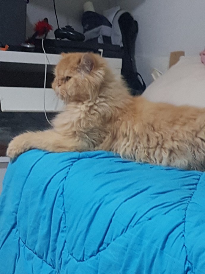Mastürbasyon yaparken kedi geliyor anlar mı?