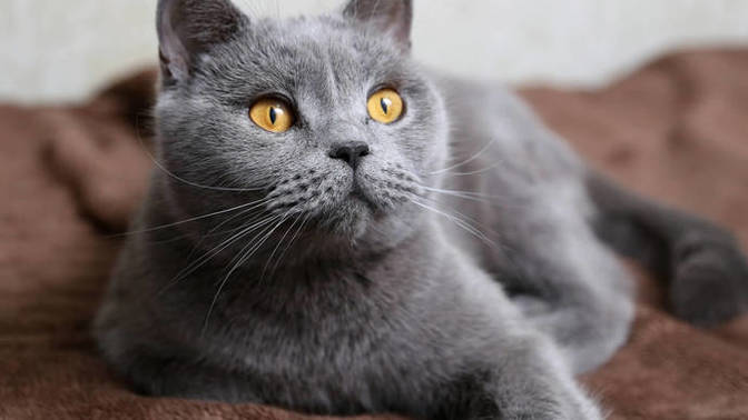 Erkek kedi isimleri önerebilir misiniz?