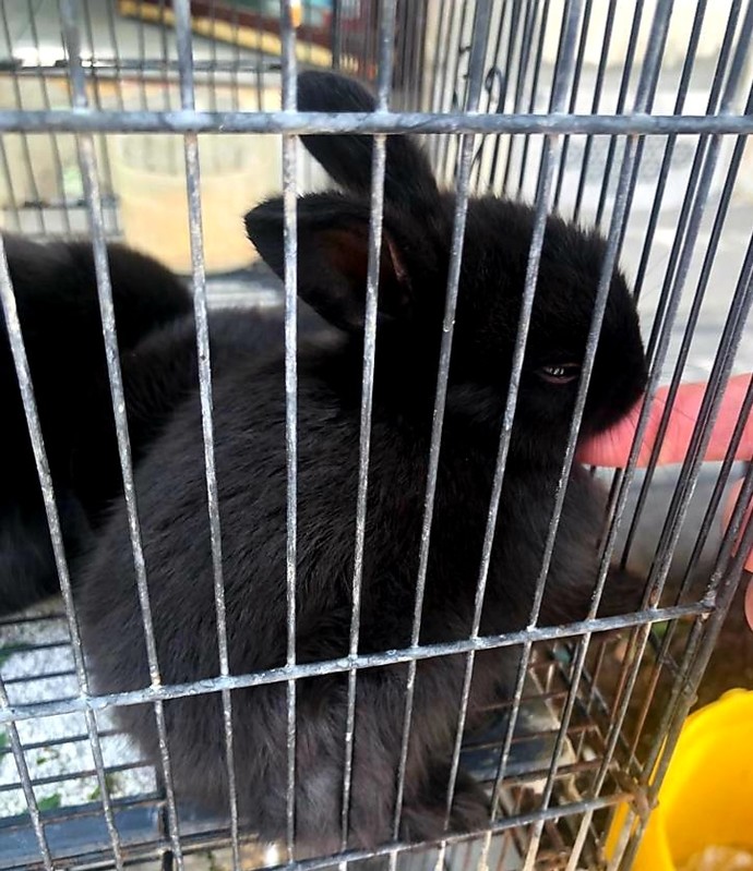 Petshoplara girince ilk baktığınız hayvan hangisi oluyor?