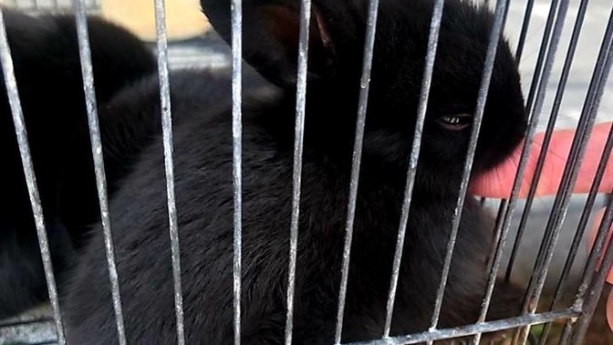 Petshoplara girince ilk baktığınız hayvan hangisi oluyor?
