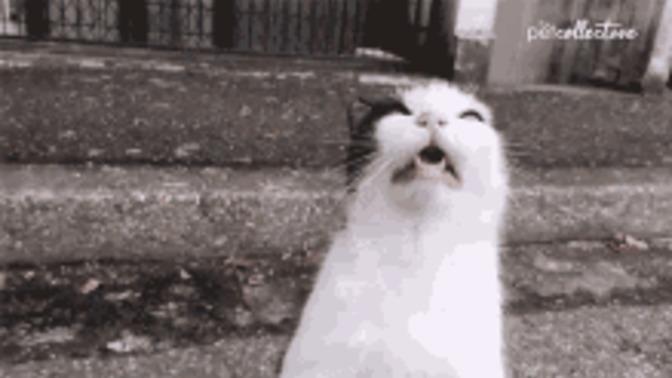 Hapşırırken ortalığı yıkanlardan mısınız yoksa kedi gibi sessiz sedasız halledenlerden mi?
