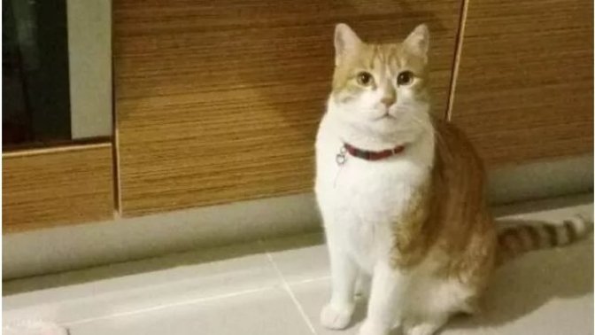 Komşusunun kedisini ton balığı ile kandırdı, şehrin öteki ucuna bıraktı! Kedinize yapılsaydı ne yapardınız?
