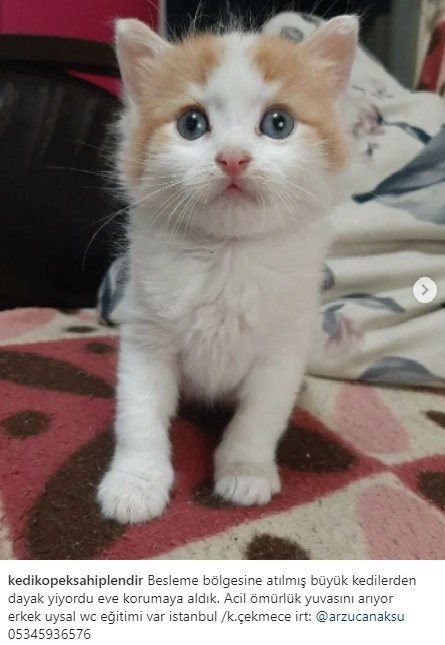 British shorthair sahiplenmek istiyorum nerden bulabilirim?