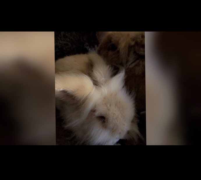 🐇