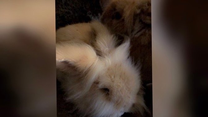 Tavşanınız olsaydı ismini ne koyardınız 🐰 ?