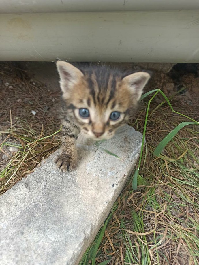 Yavru kedi sever misiniz?