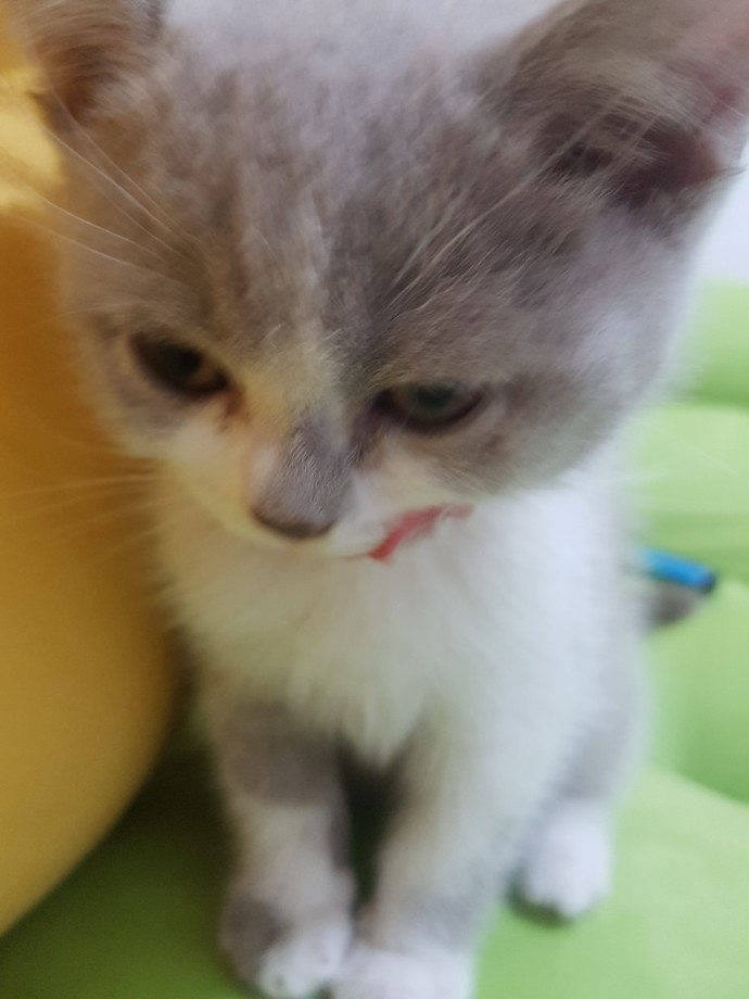 Yavru kedi sever misiniz?