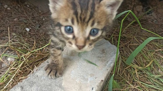 Yavru kedi sever misiniz?