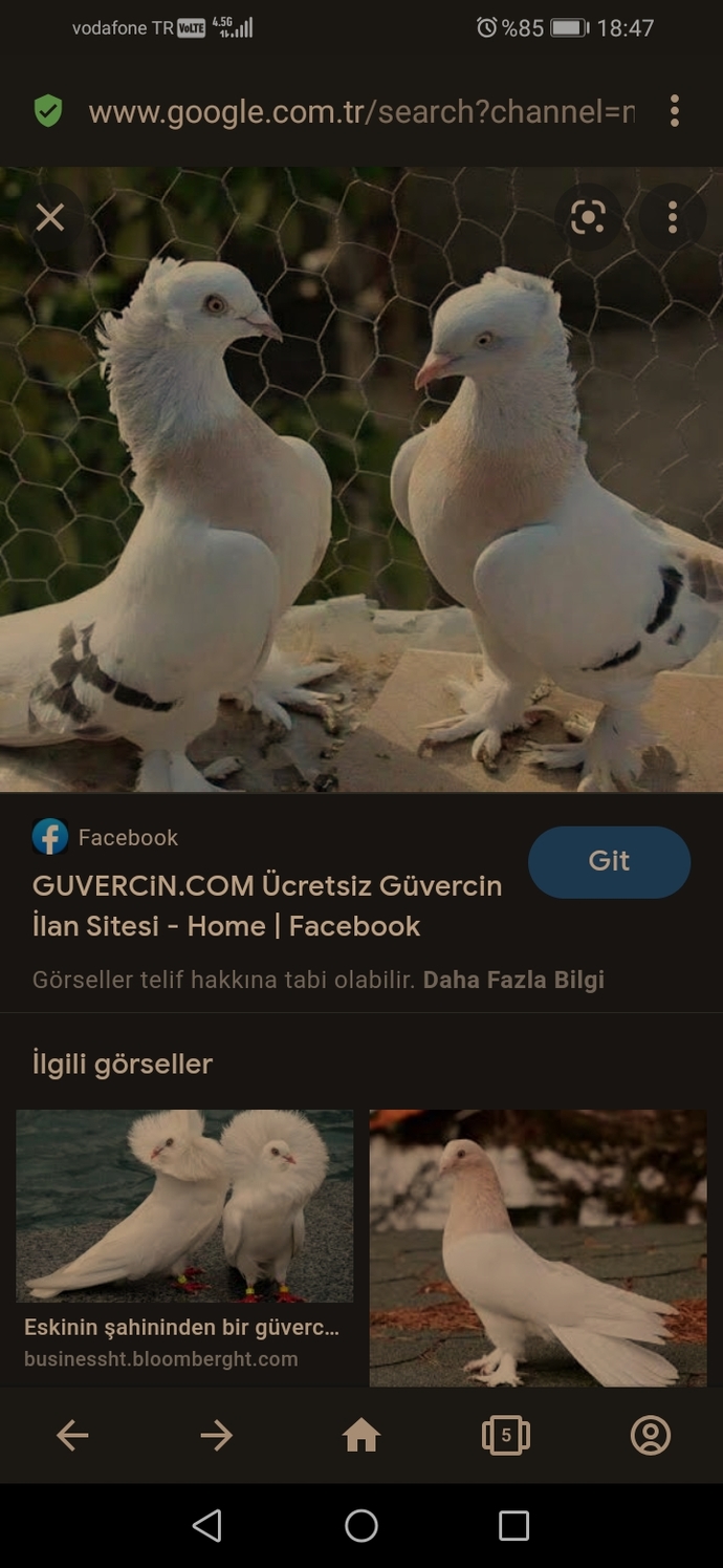Kuşları sever misiniz?