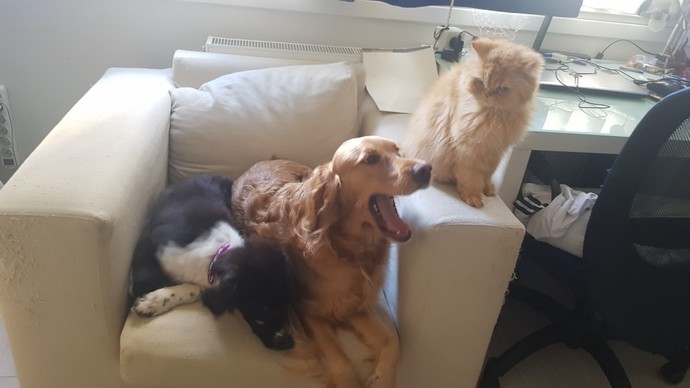 Kedi mi yoksa köpek insanı mısınız?
