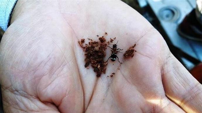Yılda ortalama 1 kiloya yakın böcek tükettiğinizi biliyor muydunuz?