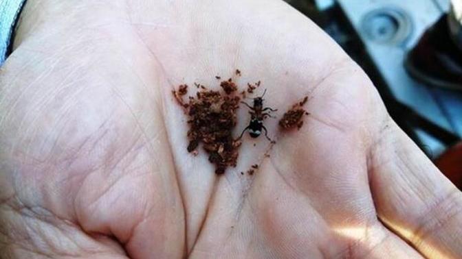 Yılda ortalama 1 kiloya yakın böcek tükettiğinizi biliyor muydunuz?