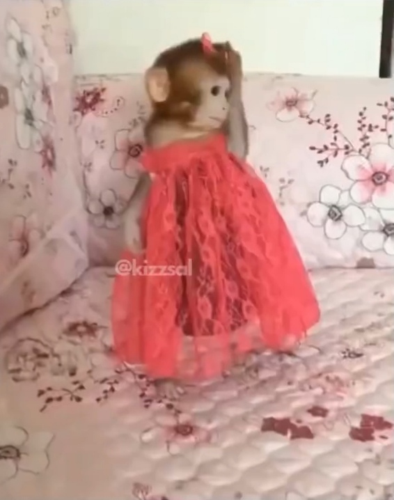 Ohhh gelsin linçler