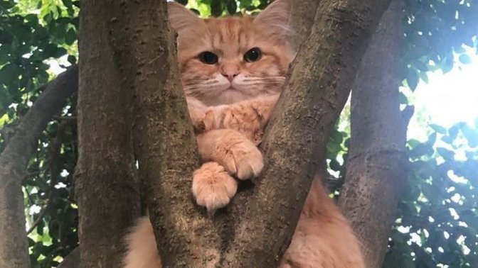 Sokakta ki hayvan dostlarımız için ne yapıyorsun?
