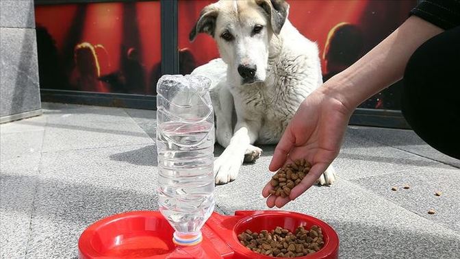Sokak köpeğine yemesi için ne verilir?