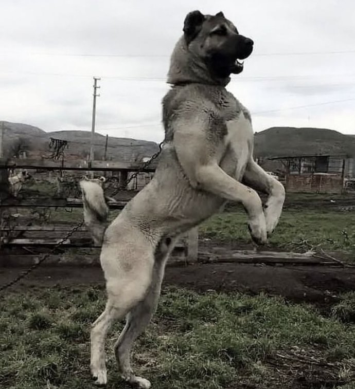 Karizmatik bulduğunuz hayvanlar var mı?