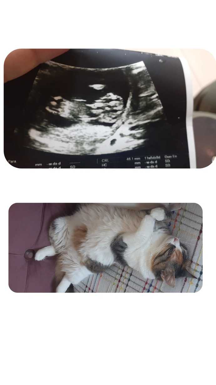 Cinsiyet tahmini yapabilecekler buraya! Sizce kız mı, erkek mi?