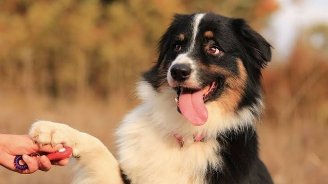 Köpeklere ya da yavru köpeklere tavuk budu kemiklerini versem bir sorun yaratır mı?