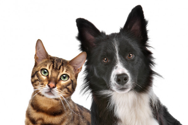 Kedileri mi daha çok seviyorsunuz, köpekleri mi?