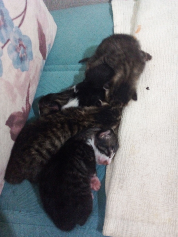 Kedileri mi daha çok seviyorsunuz, köpekleri mi?