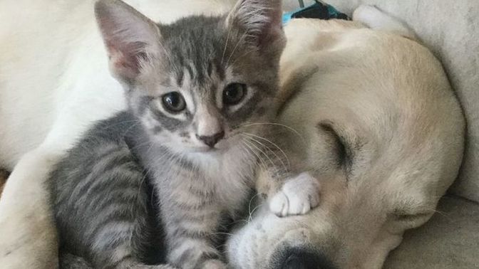 Kedileri mi daha çok seviyorsunuz, köpekleri mi?
