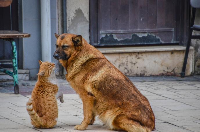 Mahallenizdeki sokak hayvanları dedikodunuzu yapsaydı hakkınızda neler söylerdi?