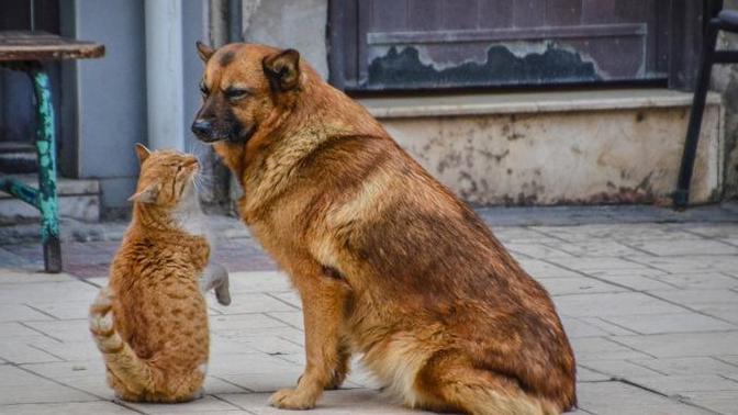 Mahallenizdeki sokak hayvanları dedikodunuzu yapsaydı hakkınızda neler söylerdi?