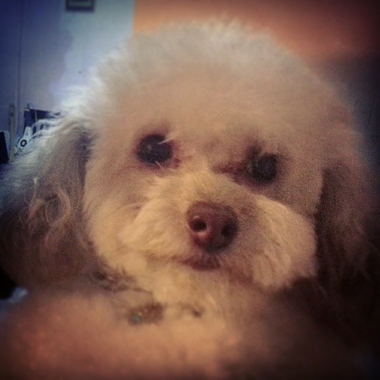 Ciddi anlamda sadık bir köpeğiniz oldu mu hiç?