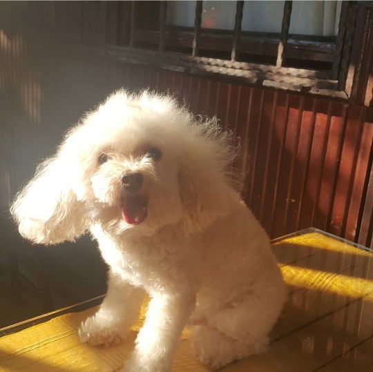Ciddi anlamda sadık bir köpeğiniz oldu mu hiç?