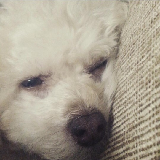 Ciddi anlamda sadık bir köpeğiniz oldu mu hiç?