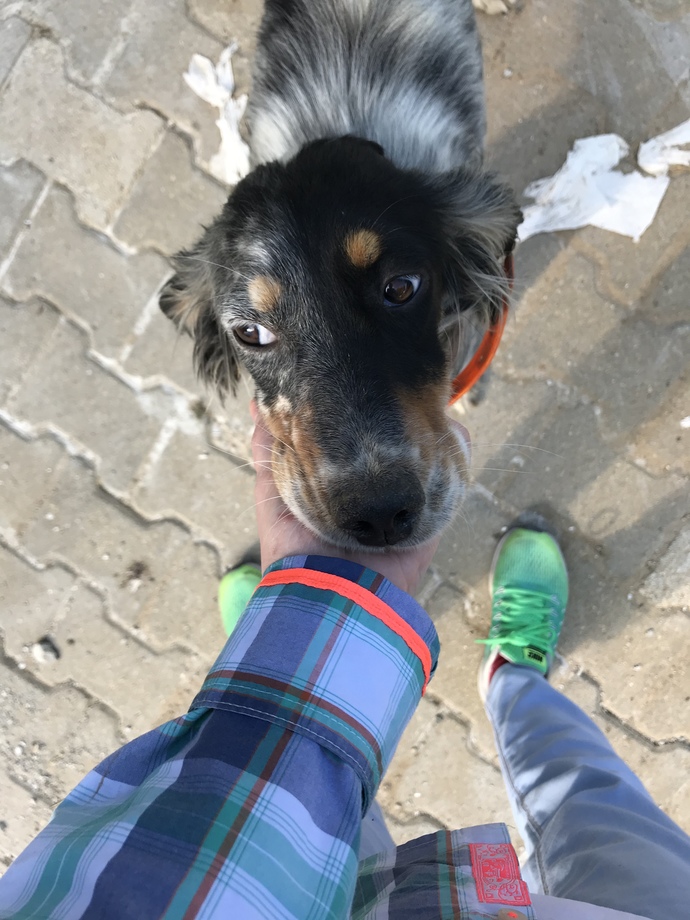 Ciddi anlamda sadık bir köpeğiniz oldu mu hiç?