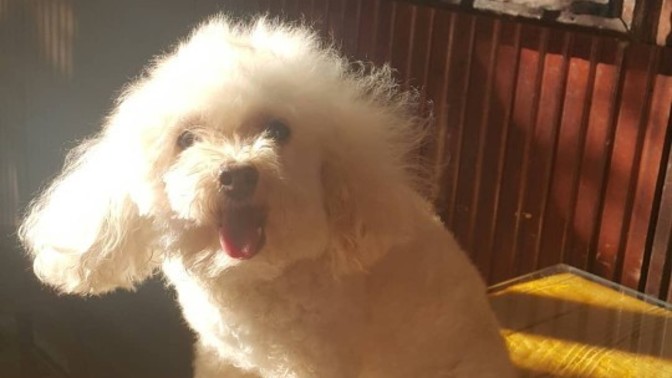 Ciddi anlamda sadık bir köpeğiniz oldu mu hiç?