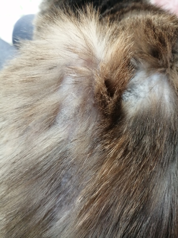 Bu kedinin neyi var ve kedi nasıl yıkanır korkutmadan?