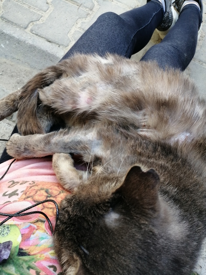 Bu kedinin neyi var ve kedi nasıl yıkanır korkutmadan?