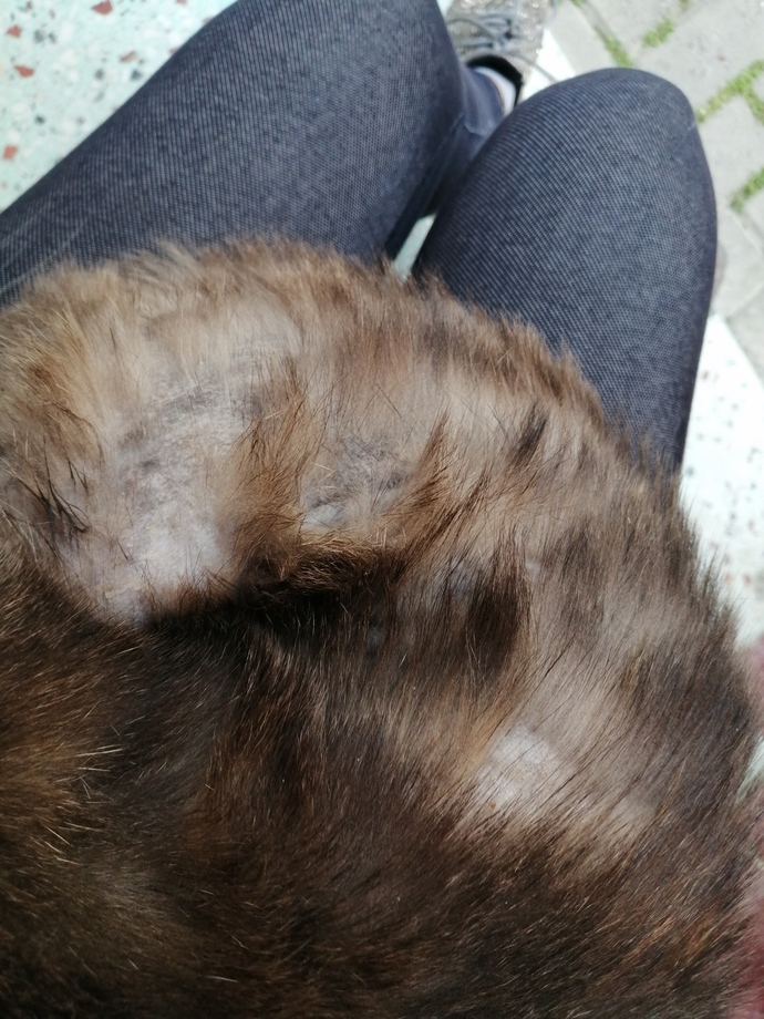 Bu kedinin neyi var ve kedi nasıl yıkanır korkutmadan?