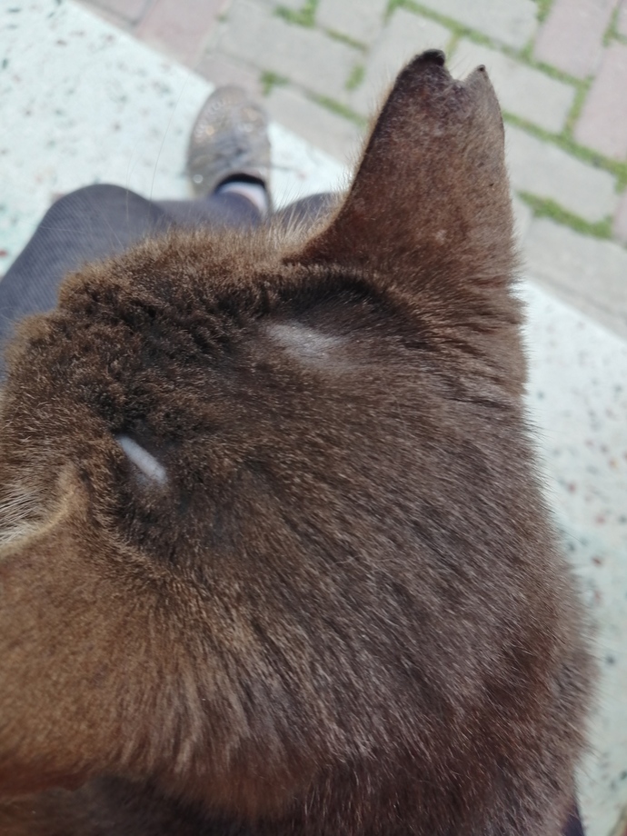 Bu kedinin neyi var ve kedi nasıl yıkanır korkutmadan?
